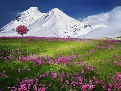 The Healing Harmonies OF Earth Sleeping Music