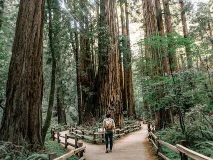 The Healing Path (Background Music)