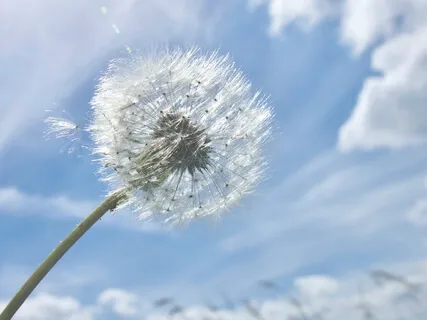 The Healing Power Of Common Sense (Talk And Meditation) 