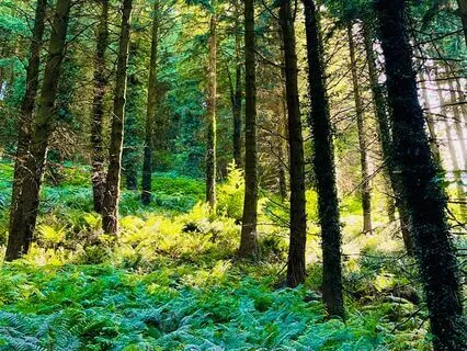 The Healing Power Of Focus