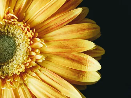 The Healing Power Of Henna 