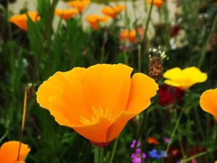 The Healing Power Of Listening - June 11