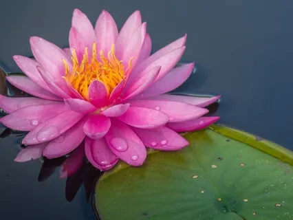 The Healing Power Of Shri / Shreem