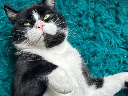 The Healing Purr: Meditative Moments with Winston