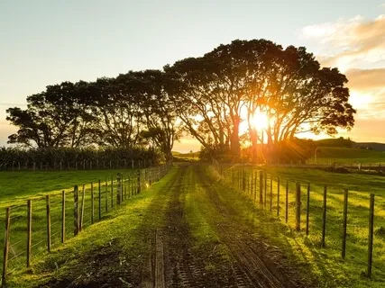 The Healing Sanctuary