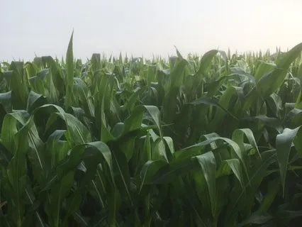 The Healing Space Of The Earth Element