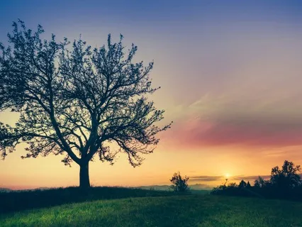 The Healing Tree: A Breathwork Journey To Stay Centred