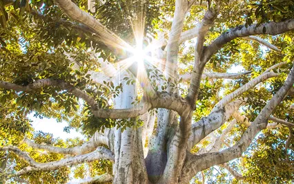 The Healing Tree - A Deep Healing Meditation