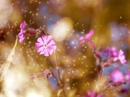 The Healing Tree for Self Love Meditation