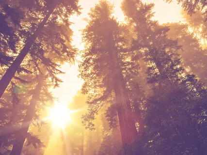 The Healing Winds (Celtic Healing Music)