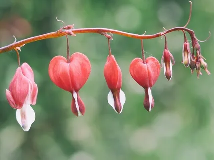 The Heart - A Portal To Our True Nature