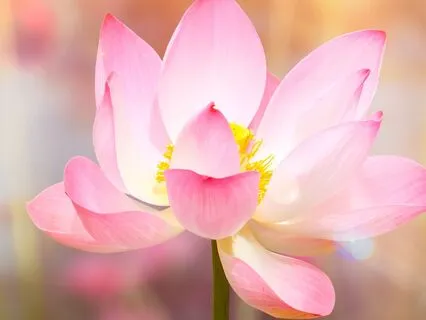 The Heart Coherence Breath Snack