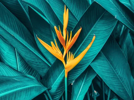 The Heart Has Its Own Mind