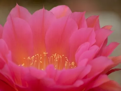 The Heart Is The Magnifier