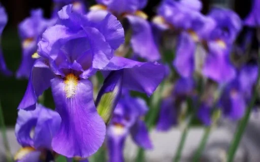 The Heart Of Abandonment