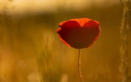 The Heart Of Human Vulnerability