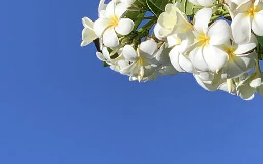 The Heart Of Understanding