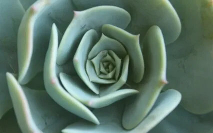 The Heart Opening Meditation