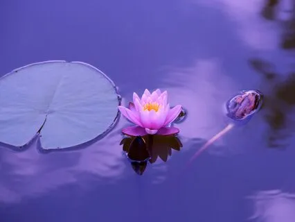 The Heart’s Echo: Meeting Your Emotions With Compassion