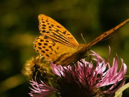 The Heart & The Body – Somatic Awareness