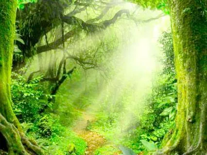 The Hidden Forest Path - A Sleep Story