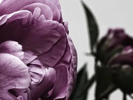 The Higher Mind: Gamma Waves For Cognitive Expansion