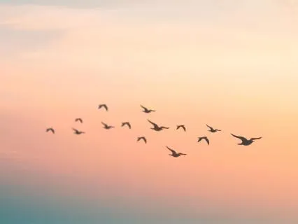 The Highest Frequency Of Bliss