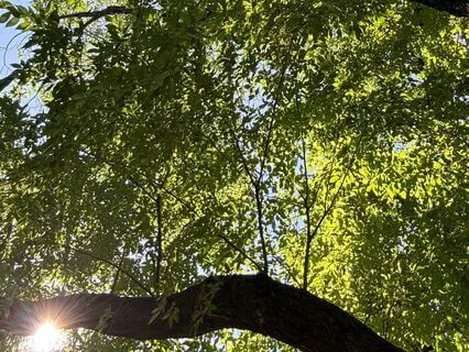 The Hill You Have Climbed A Meditation