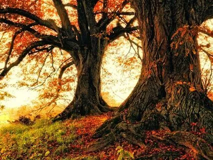 The Hoarder Part Transmutation