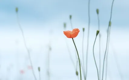 The Hope Of Recovery