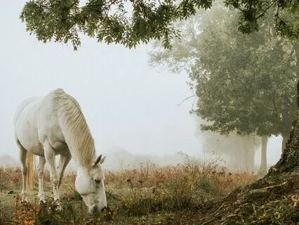The Horse And The Magic Mushroom: Bedtime Story