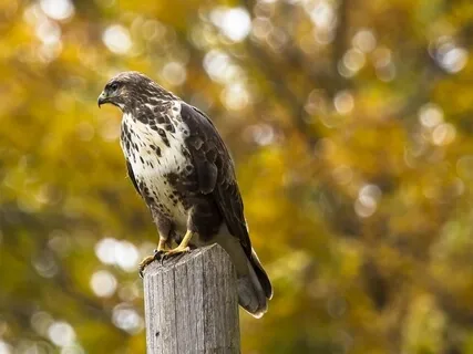 The Horus-Falcon Transmission: Becoming A Warrior Of The Great Central Sun