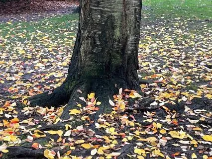 The House At The Autumn Equinox: A Sleep Story For Deep Rest