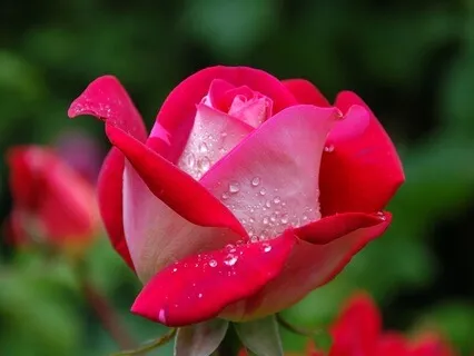 The Hum Of Truth: Radiance Sutras Verse 109