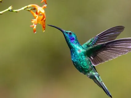 The Humming Bird And The Burning Forest