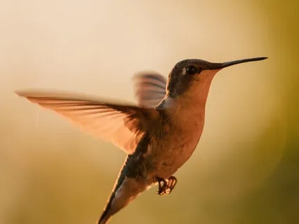 The Humming Meditation