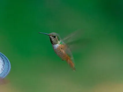 The Hummingbird And The Fire - A Story Of Courage
