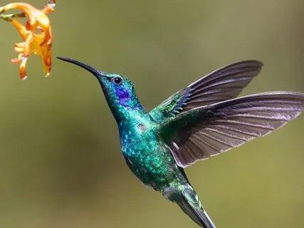 The Hummingbird Meditation