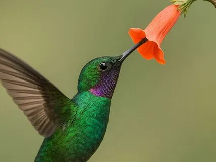 The Hummingbird - Spoken Word Encouragement