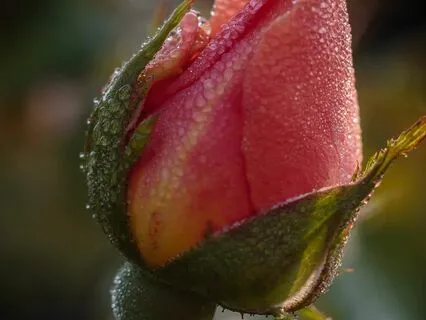 The Hunter Meditation