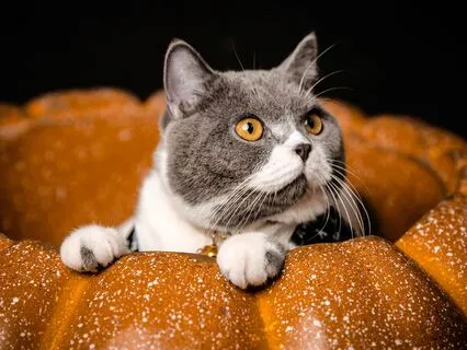 The "I Can't Focus Right Now" Meditation That Works