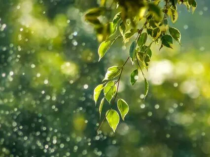 The Importance Of Discernment In Plant Medicine