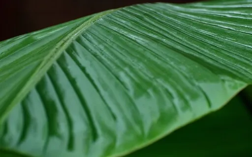 The Indulgence Meditation (No Music)