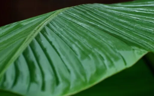 The Indulgence Meditation (With Music)