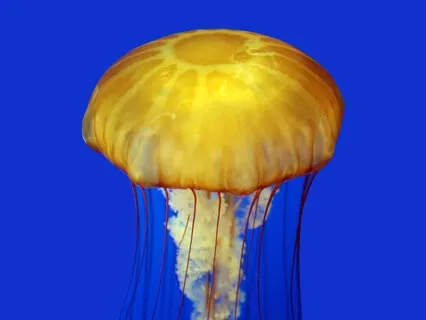 The Inner Life Of Breathing: Diaphragm