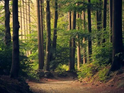 Walking New Paths: A Journey Through Your Inner Landscape