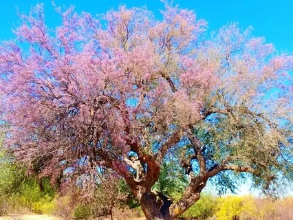 Guidance From Ironwood Tree - Poem & Talk