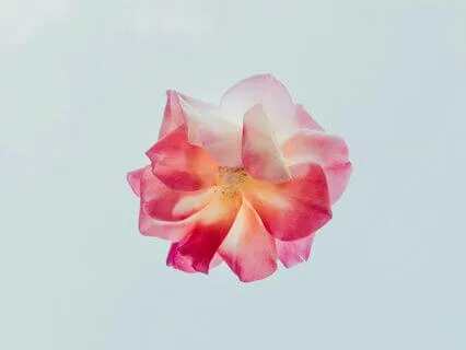 The Interview: Melanie Serrano ~ A Basketful Of Miracles