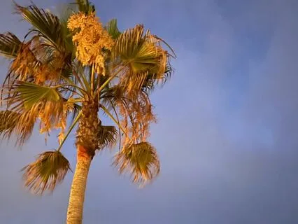 The Island Meditation