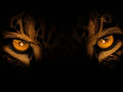 The Jaguar — An Amazonian Journey Into Sleep